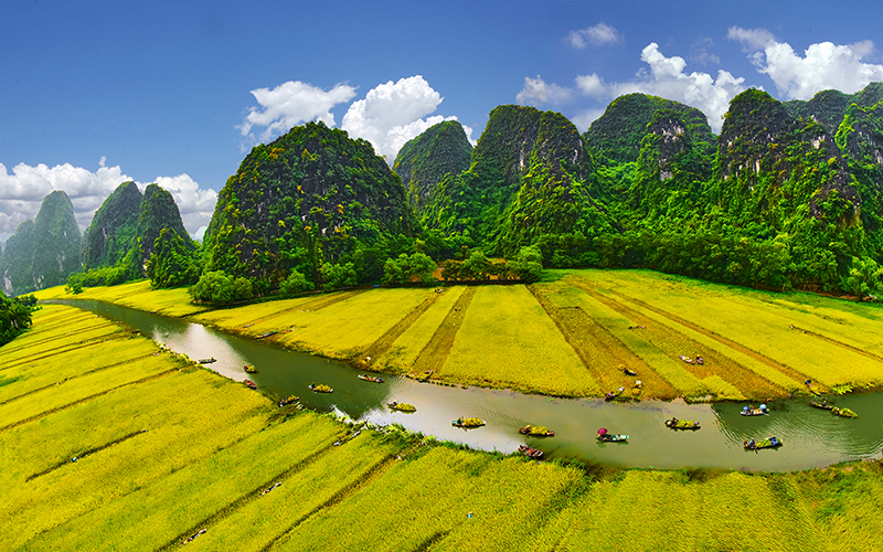 Tam Coc en mai lorsque les rizieres prennent une teinte doree.