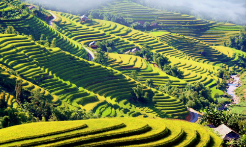 Rizières en terrasses dans le nord du Vietnam en septembre