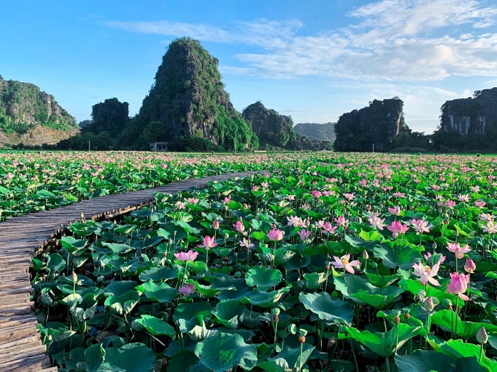 Lotus à la grotte de Mua, baie d'Halong terrestre