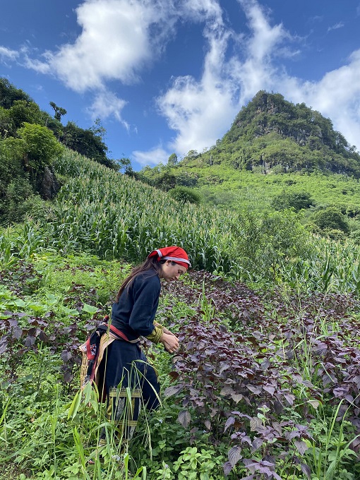 Forêt à Sapa Forêt à Sapa