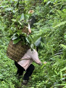 Cueillette des plantes médicinales dans la forêt Sapa