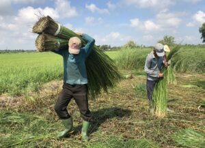 Delta du Mekong hors des sentiers battus - visites